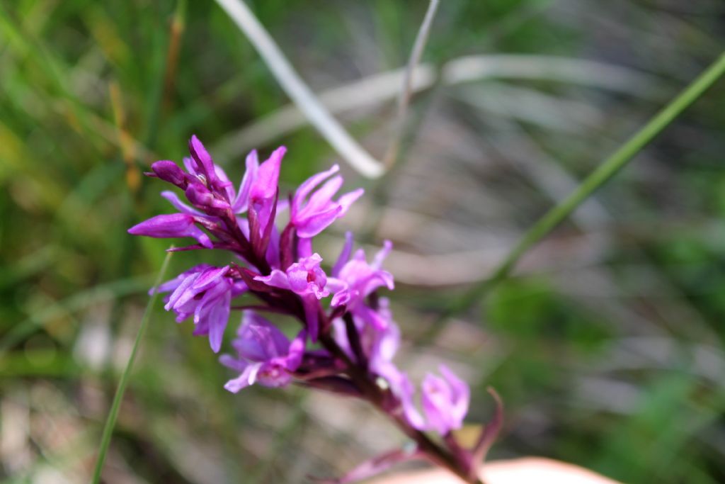 Ibrido? no, lusus di Dactylorhiza